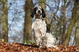 SETTER ANGLAIS 005